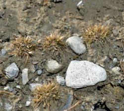 Centrolepis glabra, terrestrial tufts growing in silt and gravel.
 Image: K.A. Ford © Landcare Research 2013 